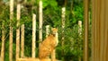 Cheetah with focus on the face. Royalty Free Stock Photo