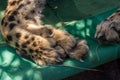 Cheetah foot closeup Royalty Free Stock Photo