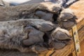 Cheetah foot closeup Royalty Free Stock Photo