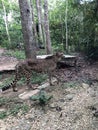 Cheetah in Forest Photo