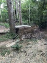 Cheetah in Forest Photo