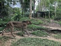 Cheetah in Forest Photo