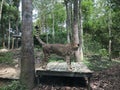 Cheetah in Forest Photo