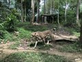 Cheetah in Forest Photo