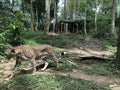 Cheetah in Forest Photo