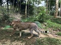 Cheetah in Forest Photo