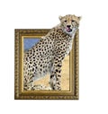 Cheetah in frame with 3d effect