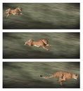 Cheetah frames Royalty Free Stock Photo