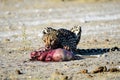 Cheetah with a fresh kill Royalty Free Stock Photo