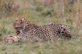 Cheetah with fresh kill in the Masai Mara, Kenya, Africa Royalty Free Stock Photo