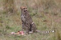 Cheetah with fresh kill in the Masai Mara, Kenya, Africa Royalty Free Stock Photo