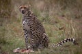 Cheetah with fresh kill in the Masai Mara, Kenya, Africa Royalty Free Stock Photo