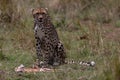 Cheetah with fresh kill in the Masai Mara, Kenya, Africa Royalty Free Stock Photo