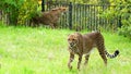 Cheetah, friendly animals at the Prague Zoo. Royalty Free Stock Photo