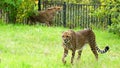 Cheetah, friendly animals at the Prague Zoo.