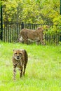 Cheetah, friendly animals at the Prague Zoo. Royalty Free Stock Photo