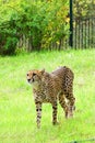 Cheetah, friendly animals at the Prague Zoo. Royalty Free Stock Photo