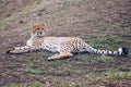 Cheetah, friendly animals at the Prague Zoo. View of the cheetah in the Prague Zoo. Cheetah relaxing on a grass hill. Predatory Royalty Free Stock Photo