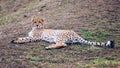 Cheetah, friendly animals at the Prague Zoo. View of the cheetah in the Prague Zoo. Cheetah relaxing on a grass hill. Predatory Royalty Free Stock Photo