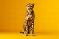 Cheetah full body, studio shoot concept on yellow solid background