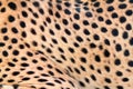 Cheetah fur Royalty Free Stock Photo