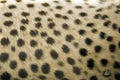 Cheetah fur print Royalty Free Stock Photo