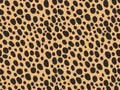 Cheetah Fur texture, carpet cheetah print skin background, original black and yellow theme color, look smooth, fluffy and soft. Royalty Free Stock Photo