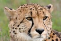 Cheetah gazing Royalty Free Stock Photo