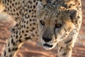 Cheetah Royalty Free Stock Photo