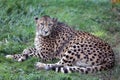 Cheetah Gepard on green grass Royalty Free Stock Photo