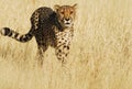 Cheetah in Golden Grasses