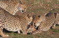 Cheetah grabbing for meat