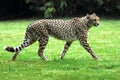 Cheetah on grass