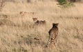 Cheetah in grass Royalty Free Stock Photo