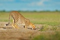 Cheetah in grass, blue sky with clouds. Spotted wild cat in nature habitat. Cheetah, Acinonyx jubatus, walking wild cat. Fastest