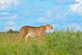 Cheetah in grass, blue sky with clouds. Spotted wild cat in nature habitat. Cheetah, Acinonyx jubatus, walking wild cat. Fastest