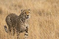 Cheetah in Grass Close Up Royalty Free Stock Photo
