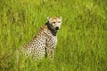 Cheetah in the grass in the natural environment Royalty Free Stock Photo