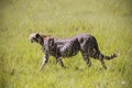 Cheetah in the grass in the natural environment Royalty Free Stock Photo