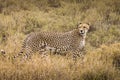 Cheetah in the grass during safari at Serengeti National Park in Tanzania. Wild nature of Africa Royalty Free Stock Photo