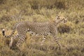 Cheetah in the grass during safari at Serengeti National Park in Tanzania. Wild nature of Africa Royalty Free Stock Photo