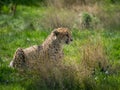 Cheetah in grassland