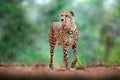 Cheetah on gravel road, in forest. Spotted wild cat in nature habitat. Cheetah in green vegetation, Okawango, Botswana in Africa