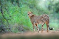 Cheetah in green vegetation, Acinonyx jubatus, walking wild cat. Fastest mammal on the land, Kruger NP, South Africa. Cheetah on Royalty Free Stock Photo