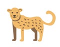 Cheetah, guepard character. Flat vector illustration. Isolated on white background