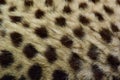 Cheetah Royalty Free Stock Photo