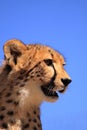 Cheetah head close up Royalty Free Stock Photo