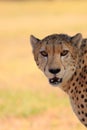 Cheetah head close up copy space Royalty Free Stock Photo