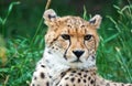 Cheetah Royalty Free Stock Photo