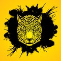 Cheetah head